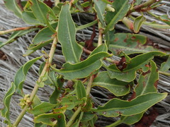 Rumex crassus