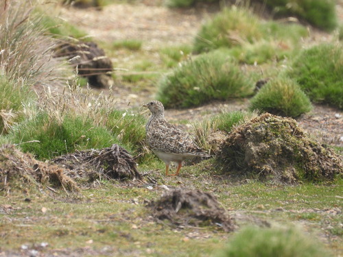 Grey-breasted Seedsnipe (Thinocorus orbignyianus), photo 8