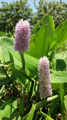 Pontederia sagittata