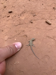 Urosaurus ornatus wrighti