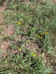 Solidago pinetorum