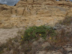Grindelia stricta platyphylla