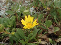 Grindelia stricta platyphylla