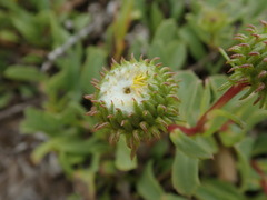 Grindelia stricta platyphylla