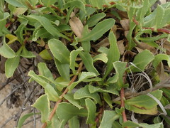 Grindelia stricta platyphylla