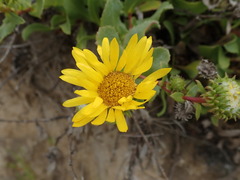 Grindelia stricta platyphylla