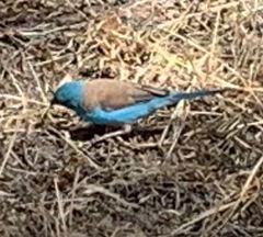 Uraeginthus cyanocephalus