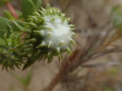 Grindelia stricta platyphylla