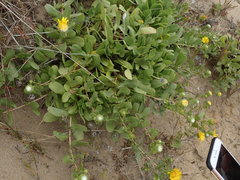Grindelia stricta platyphylla