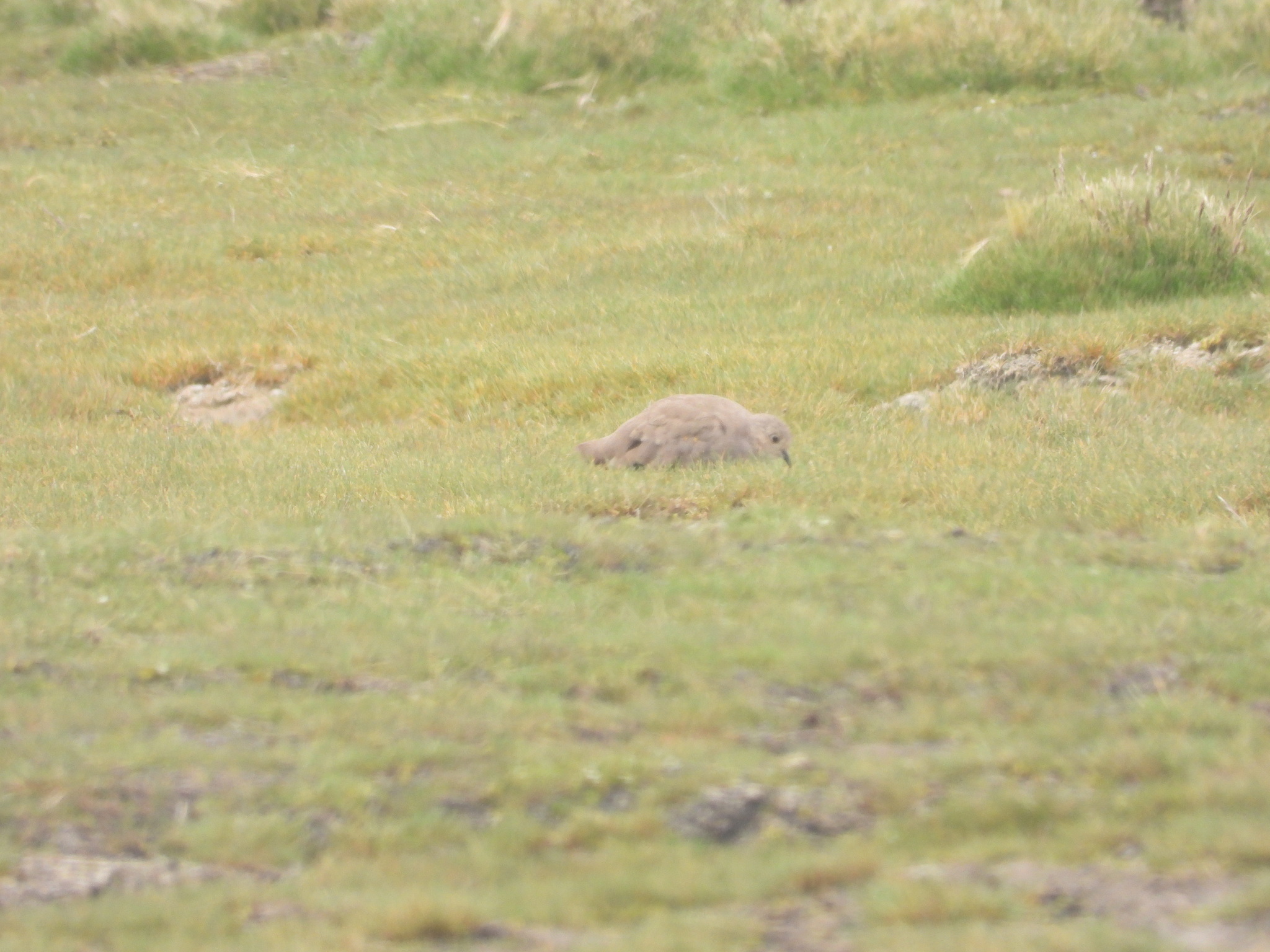 Golden-spotted Ground Dove (Metriopelia aymara), photo 5