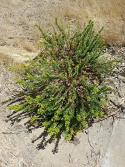 Isocoma menziesii