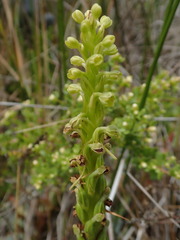 Platanthera michaelii