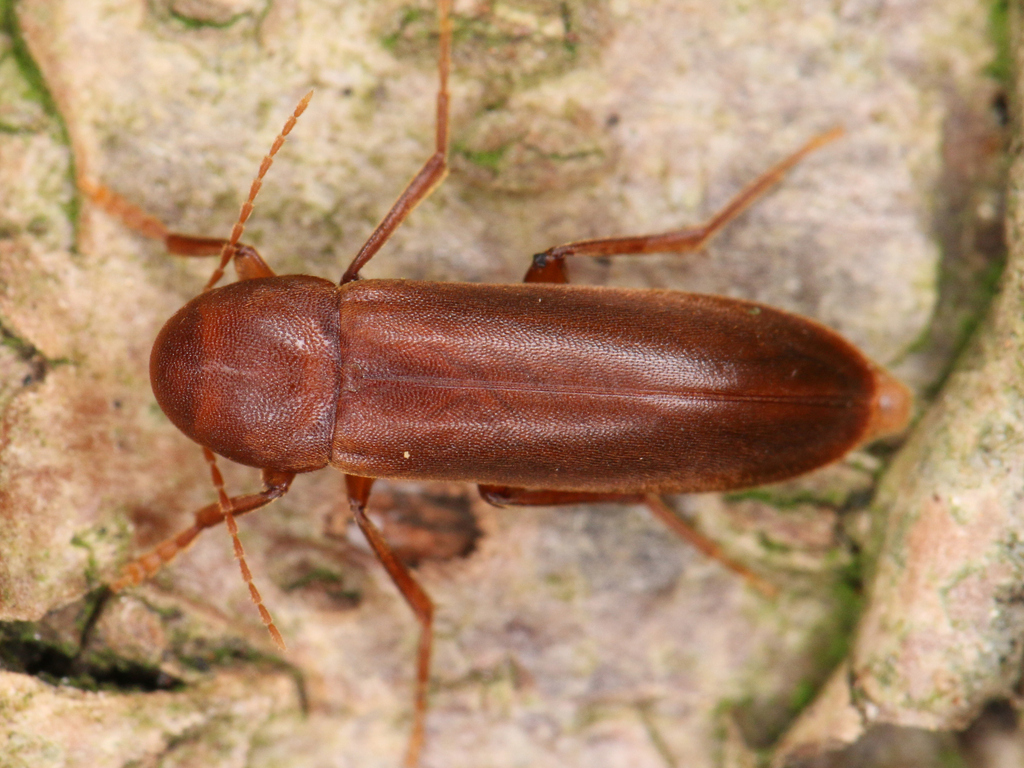 Phloiotrya