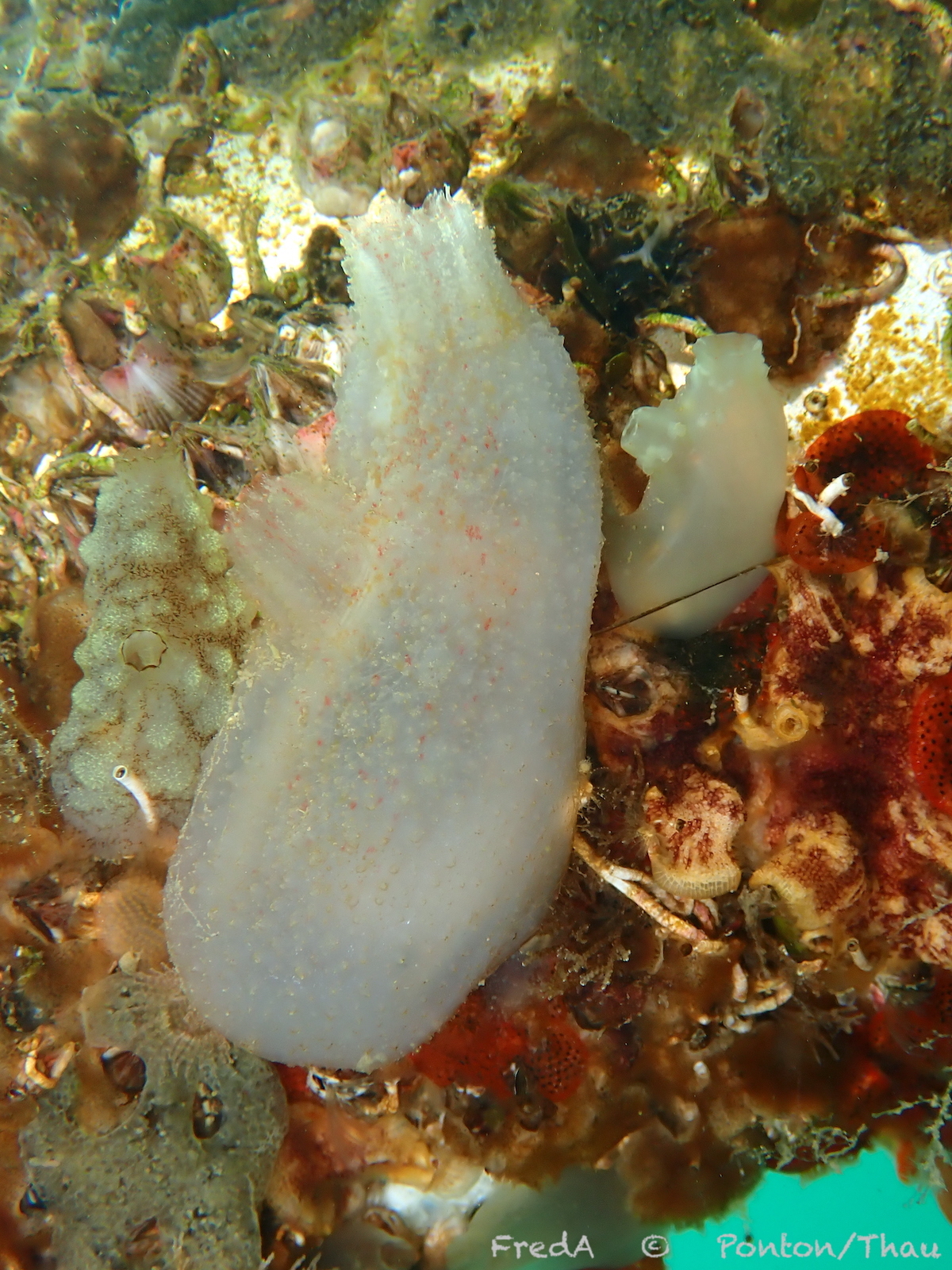 Ascidiella aspersa (Müller, 1776)