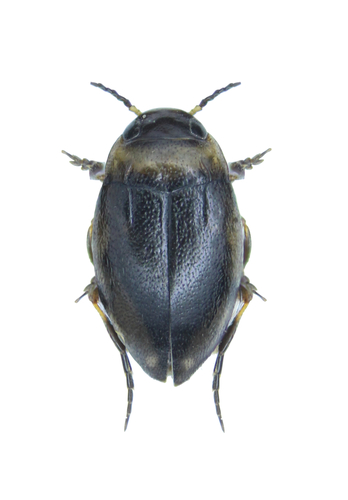 Bidessus alienus