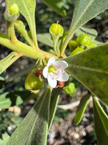 Myoporum stellatum observed 2025-03-02