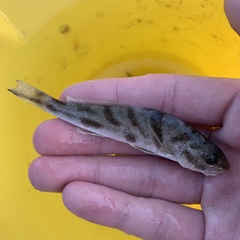 Menticirrhus saxatilis