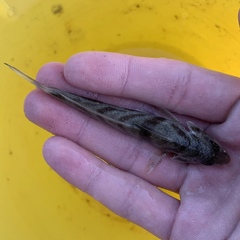 Menticirrhus saxatilis