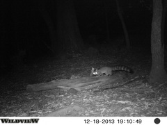 Bassariscus astutus flavus