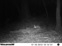 Bassariscus astutus flavus