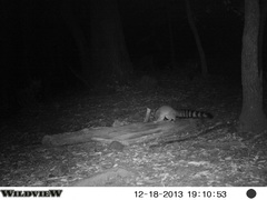 Bassariscus astutus flavus