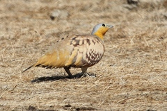 Pterocles senegallus