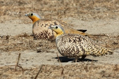 Pterocles senegallus