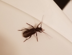 Trichoferus campestris