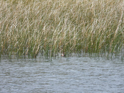 Titicaca Grebe (Rollandia microptera), photo 4