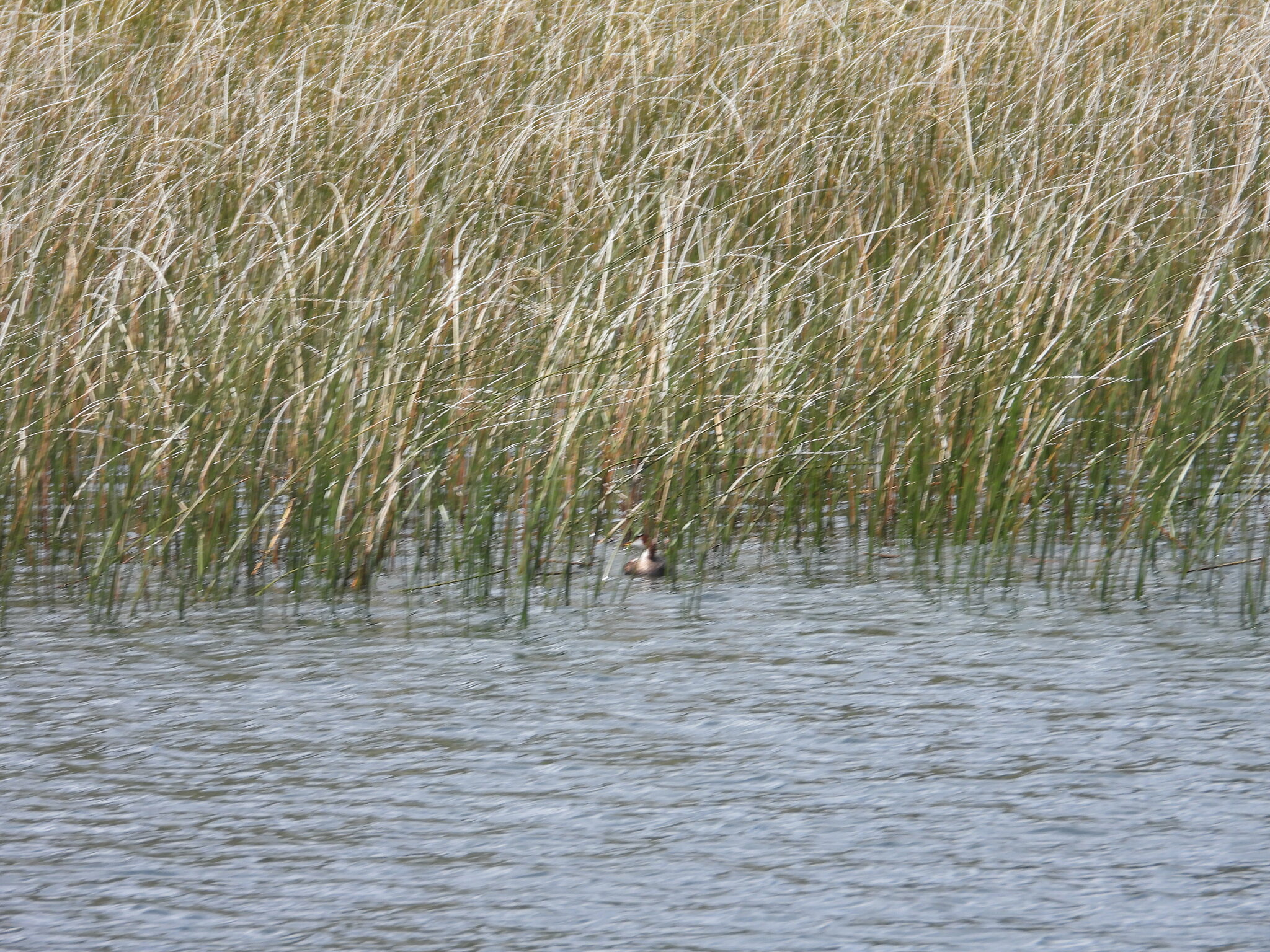 Titicaca Grebe (Rollandia microptera), photo 4