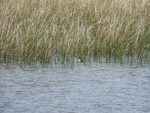Titicaca Grebe (Rollandia microptera), photo 5