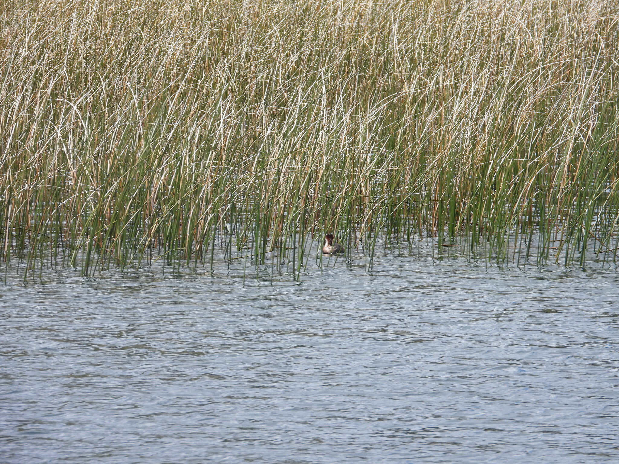 Titicaca Grebe (Rollandia microptera), photo 5