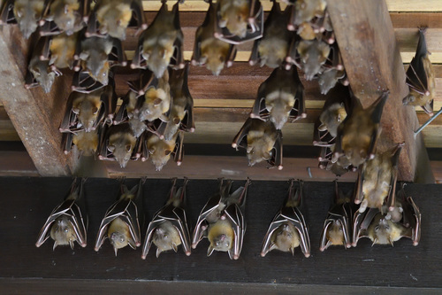 Lesser Short-nosed Fruit Bat, photo 4 of 10