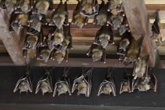 Lesser Short-Nosed Fruit Bat photo 4
