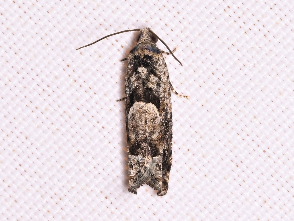 Pseudexentera hodsoni