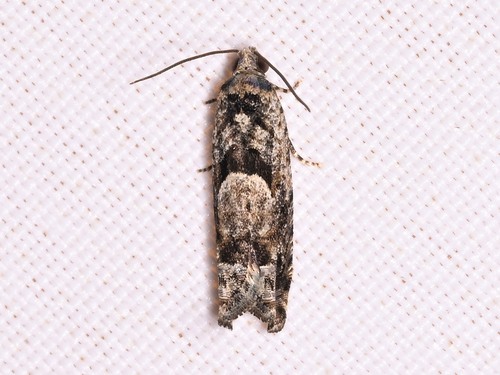 Pseudexentera hodsoni
