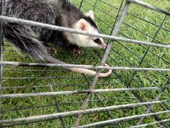 Didelphis pernigra