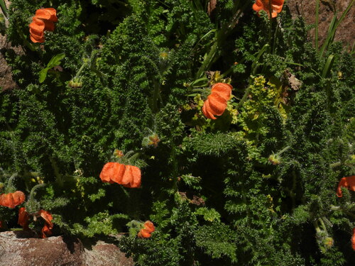 Caiophora pentlandii (Caiophora pentlandii)
