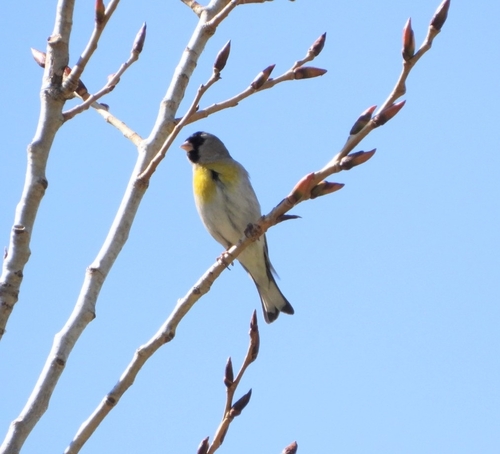 Lawrence's Goldfinch (Spinus lawrencei), photo 10