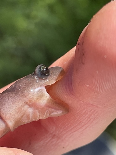 Arboreal Salamander, Pacific Grove High School, Pacific Grove, CA, US, photo 8 of 10