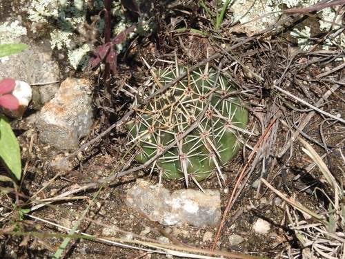 Parodia mammulosa