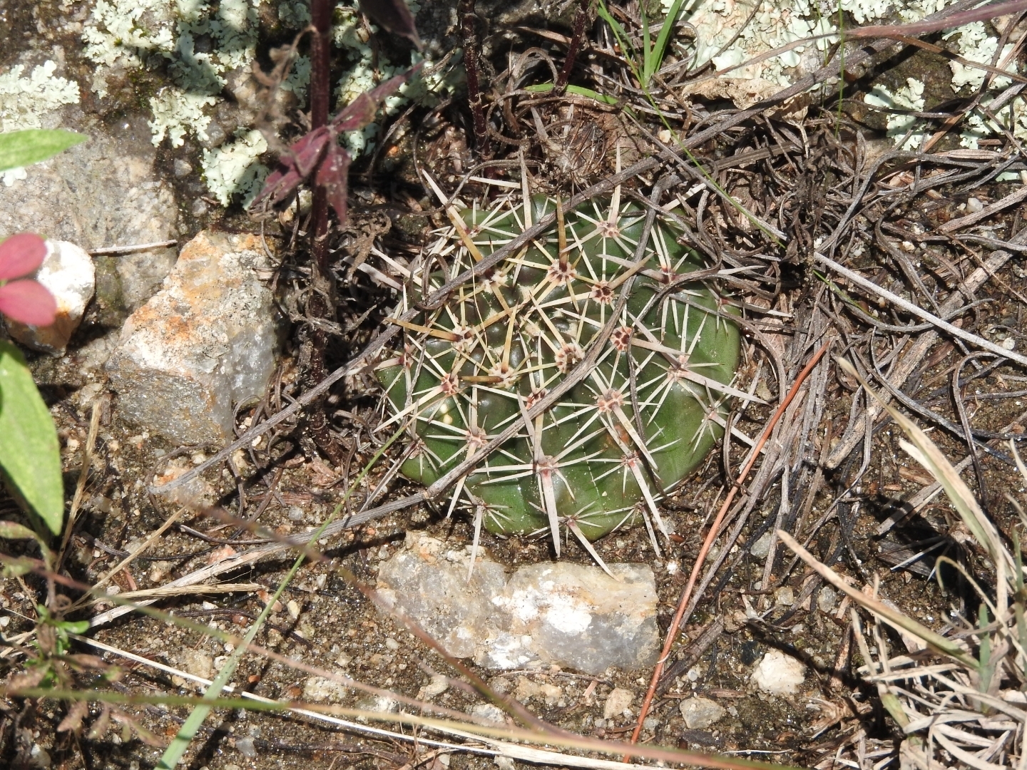 Parodia mammulosa