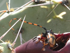 Dendrobias mandibularis