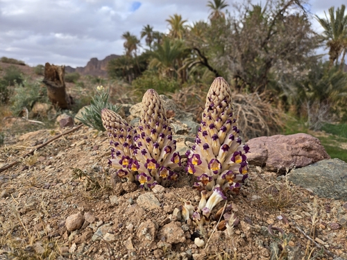 Cistanche violacea