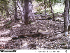 Sciurus nayaritensis apache