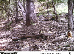 Sciurus nayaritensis apache