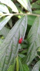Lilioceris formosana