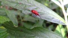 Lilioceris formosana