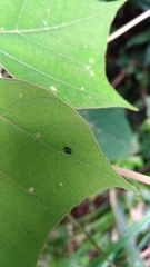 Aphthona formosana