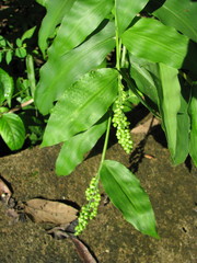 Lasiacis ruscifolia